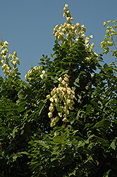 Fastigiata Golden Rain Tree (Koelreuteria paniculata 'Fastigiata') at A Very Successful Garden Center