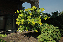 Hearts of Gold Redbud (Cercis canadensis 'Hearts of Gold') at A Very Successful Garden Center