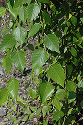 Summer Cascade Weeping River Birch (Betula nigra 'Summer Cascade') at Lakeshore Garden Centres