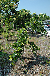 Penwood Weeper Black Gum (Nyssa sylvatica 'Penwood Weeper') at A Very Successful Garden Center