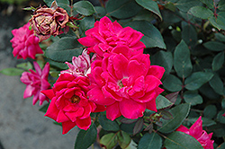 Knock Out Double Red Rose (Rosa 'Radtko') at A Very Successful Garden Center