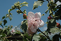 Miss Jilene Rose of Sharon (Hibiscus syriacus 'Hillis Variegated') at A Very Successful Garden Center