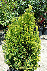 Highlights Arborvitae (Thuja occidentalis 'Janed Gold') at A Very Successful Garden Center
