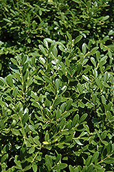 Franklin's Gem Boxwood (Buxus microphylla 'Franklin's Gem') at A Very Successful Garden Center