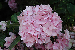All Summer Beauty Hydrangea (Hydrangea macrophylla 'All Summer Beauty') at A Very Successful Garden Center