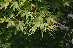 Tobiosho Japanese Maple (Acer palmatum 'Tobiosho') at A Very Successful Garden Center
