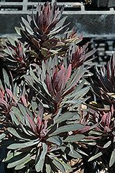 Blackbird Evergreen Spurge (Euphorbia 'Nothowlee') at A Very Successful Garden Center