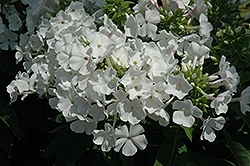 Flame White Garden Phlox (Phlox paniculata 'Flame White') at A Very Successful Garden Center