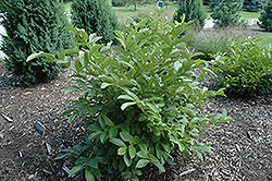 Ironclad Viburnum (Viburnum sieboldii 'KLMfour') at Lakeshore Garden Centres