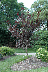 Summer Glow Bird Cherry (Prunus padus 'Summer Glow') at A Very Successful Garden Center