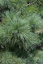 Forest Sky Hybrid Pine (Pinus 'Forest Sky') at A Very Successful Garden Center