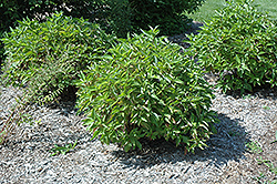 Alleman's Compact Dogwood (Cornus sericea 'Alleman's Compact') at The Mustard Seed