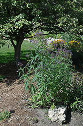 Blue Verbena (Verbena hastata) at A Very Successful Garden Center