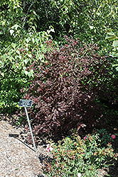Lady In Red Ninebark (Physocarpus opulifolius 'Lady In Red') at A Very Successful Garden Center