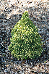 Pixie Dust Alberta Spruce (Picea glauca 'Pixie Dust') at Stonegate Gardens