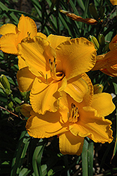 Intense Orange Gold Daylily (Hemerocallis 'Intense Orange Gold') at A Very Successful Garden Center