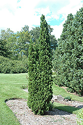 Degroot's Spire Arborvitae (Thuja occidentalis 'Degroot's Spire') at Stonegate Gardens