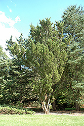 Upright Savin Juniper (Juniperus sabina 'Fastigiata') at A Very Successful Garden Center
