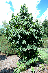 Taytoo Paw Paw (Asimina triloba 'Taytoo') at A Very Successful Garden Center