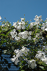 Alba Luxurians Clematis (Clematis viticella 'Alba Luxurians') at A Very Successful Garden Center