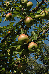 Johnny Appleseed Apple (Malus 'Rambo') at Lakeshore Garden Centres