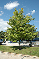 Morgan Maple (Acer rubrum 'Morgan') at Lakeshore Garden Centres