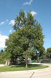 Regal Elm (Ulmus 'Regal') at Stonegate Gardens