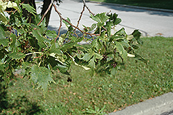 Cut-leaved Linden (Tilia platyphyllos 'Laciniata') at A Very Successful Garden Center