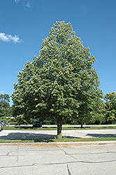 Continental Appeal Linden (Tilia americana 'Continental Appeal') at Lakeshore Garden Centres