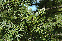 Leprechaun Green Ash (Fraxinus pennsylvanica 'Leprechaun') at Stonegate Gardens