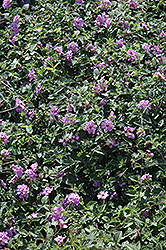 Purple Trailing Lantana (Lantana sellowiana) at A Very Successful Garden Center