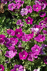 Whispers Amethyst Petunia (Petunia 'Whispers Amethyst') at A Very Successful Garden Center