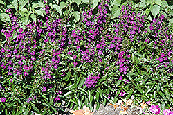 Angelface Dark Violet Angelonia (Angelonia angustifolia 'Angelface Dark Violet') at A Very Successful Garden Center