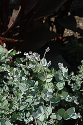 Cider Gum (Eucalyptus gunnii) at A Very Successful Garden Center