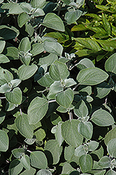 Silver Shield Plectranthus (Plectranthus argentatus 'Silver Shield') at A Very Successful Garden Center