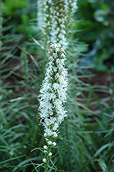 White Blazing Star (Liatris spicata 'Alba') at The Mustard Seed