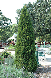 Emerald Green Arborvitae (Thuja occidentalis 'Smaragd') at A Very Successful Garden Center