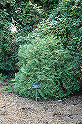 Sherwood Moss Arborvitae (Thuja occidentalis 'Sherwood Moss') at Stonegate Gardens