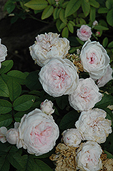 Snow White Rose (Rosa 'Sneprinsesse') at A Very Successful Garden Center
