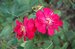 Will Scarlet Rose (Rosa 'Will Scarlet') at Lakeshore Garden Centres