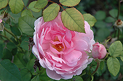 Wife Of Bath Rose (Rosa 'Ausbath') at A Very Successful Garden Center