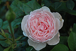 Heritage Rose (Rosa 'Heritage') at Stonegate Gardens
