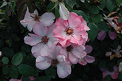 First Light Rose (Rosa 'First Light') at A Very Successful Garden Center