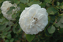 Gettysburg Rose (Rosa 'Poulen001') at Stonegate Gardens