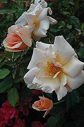 Golden Unicorn Rose (Rosa 'Golden Unicorn') at A Very Successful Garden Center