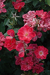 Dream Cloud Rose (Rosa 'AROpiclu') at Stonegate Gardens