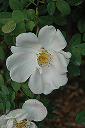 Nevada Rose (Rosa 'Nevada') at Stonegate Gardens