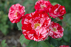 Peppermint Twist Rose (Rosa 'JACraw') at Lakeshore Garden Centres