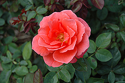 Candelabra Rose (Rosa 'JACcinqo') at A Very Successful Garden Center