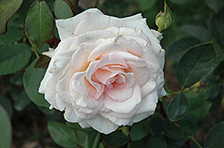 White Delight Rose (Rosa 'JACglow') at A Very Successful Garden Center